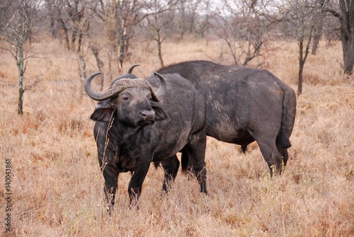 Buffalo in the savannah  Serengeti National Park  Tanzania