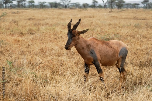 Topi Antelope in the savannah  Serengeti National Park  Tanzania