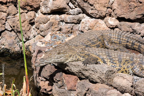 crocodiles photo