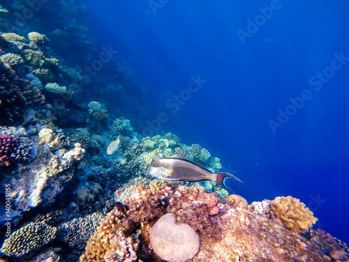 Coral and fish in the Red Sea. Safaga  Egypt