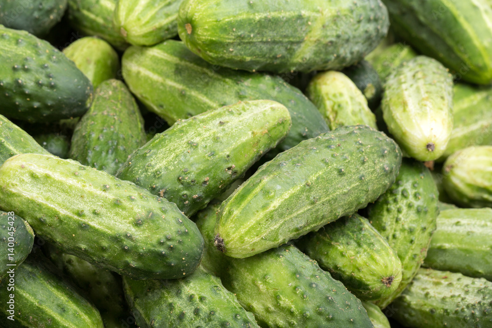 a lot of young cucumbers as background a lot of young cucumbers as background