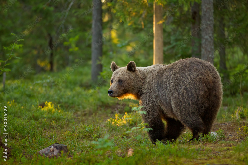 Obraz premium animal