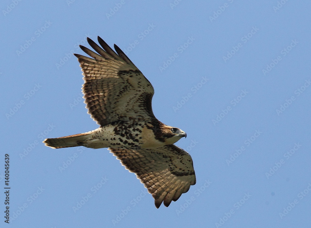 Obraz premium animal