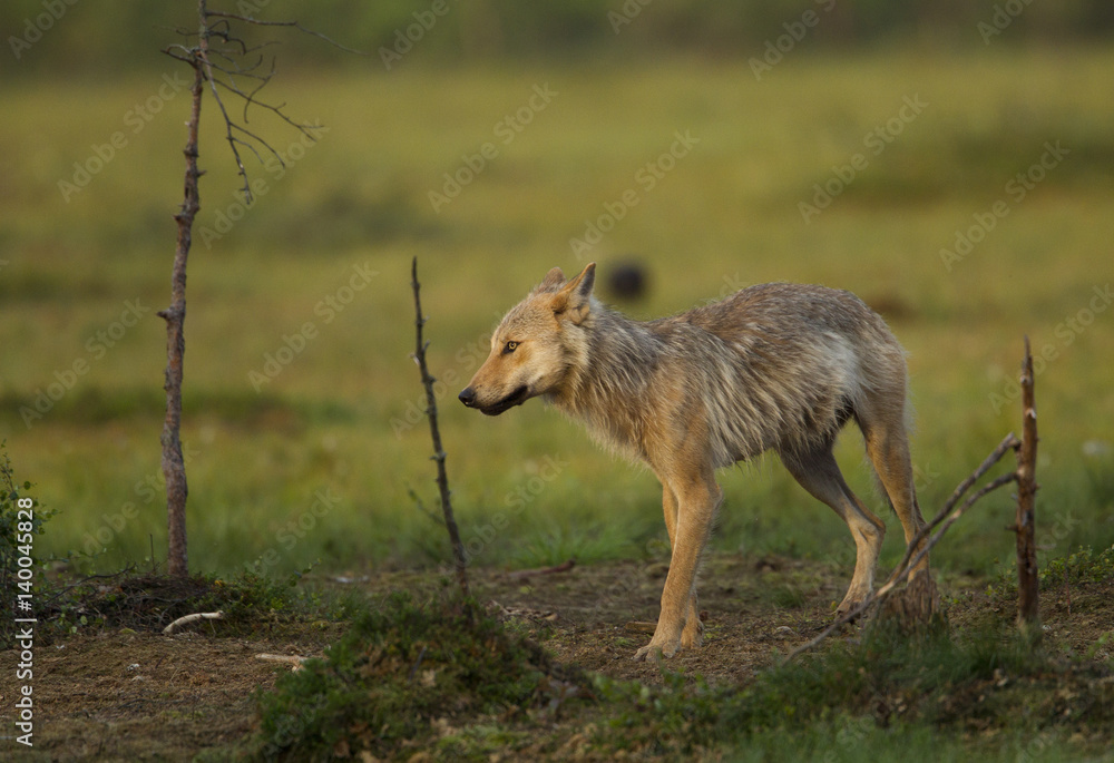 Obraz premium animal