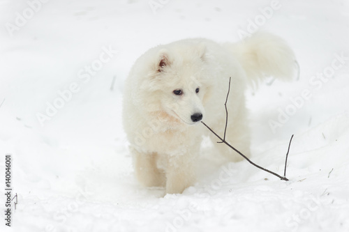 Samoyed puppy in winter photo