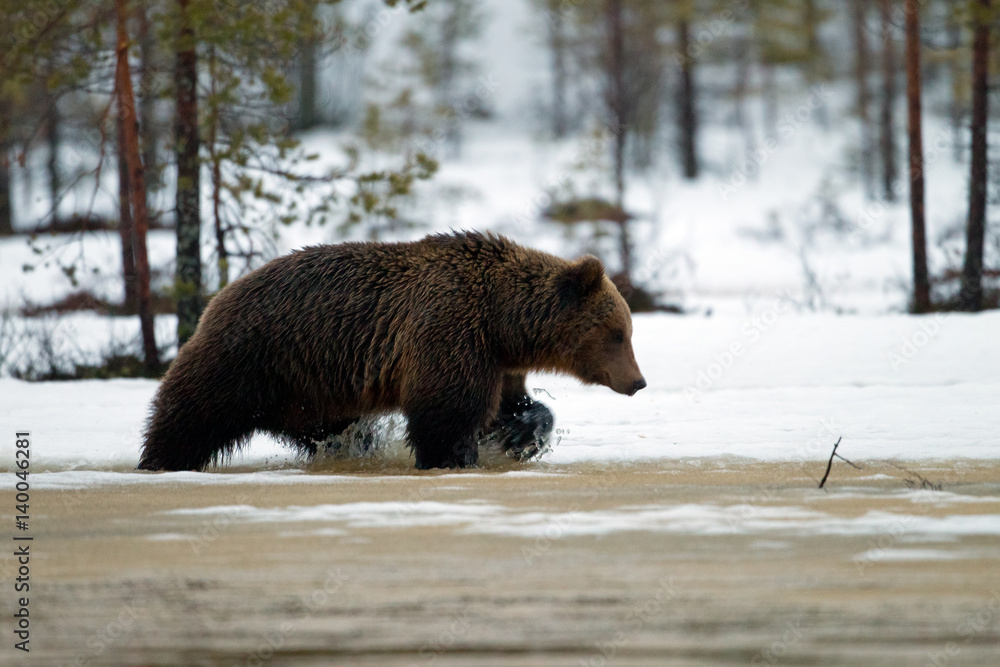 Fototapeta premium animal