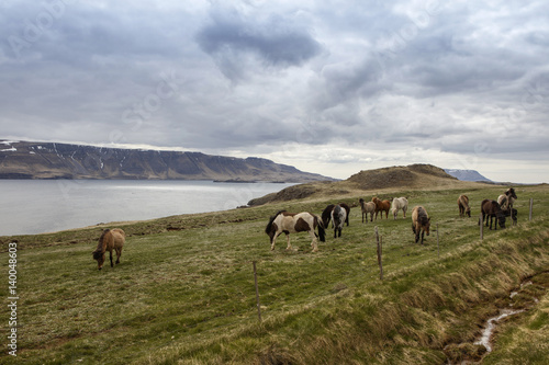 Icelandic Horses, iceland © Suzi