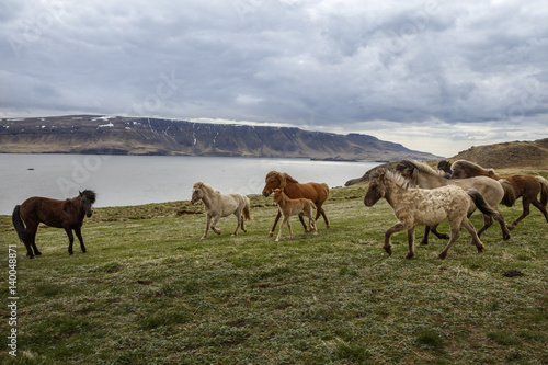 Icelandic Horses, iceland