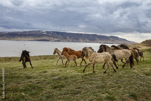 Icelandic Horses  iceland
