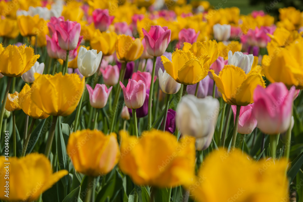 Colorful tulip field are growing in the Moscow park in the spring, floral background