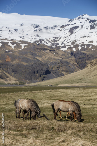 Icelandic Horses, iceland © Suzi