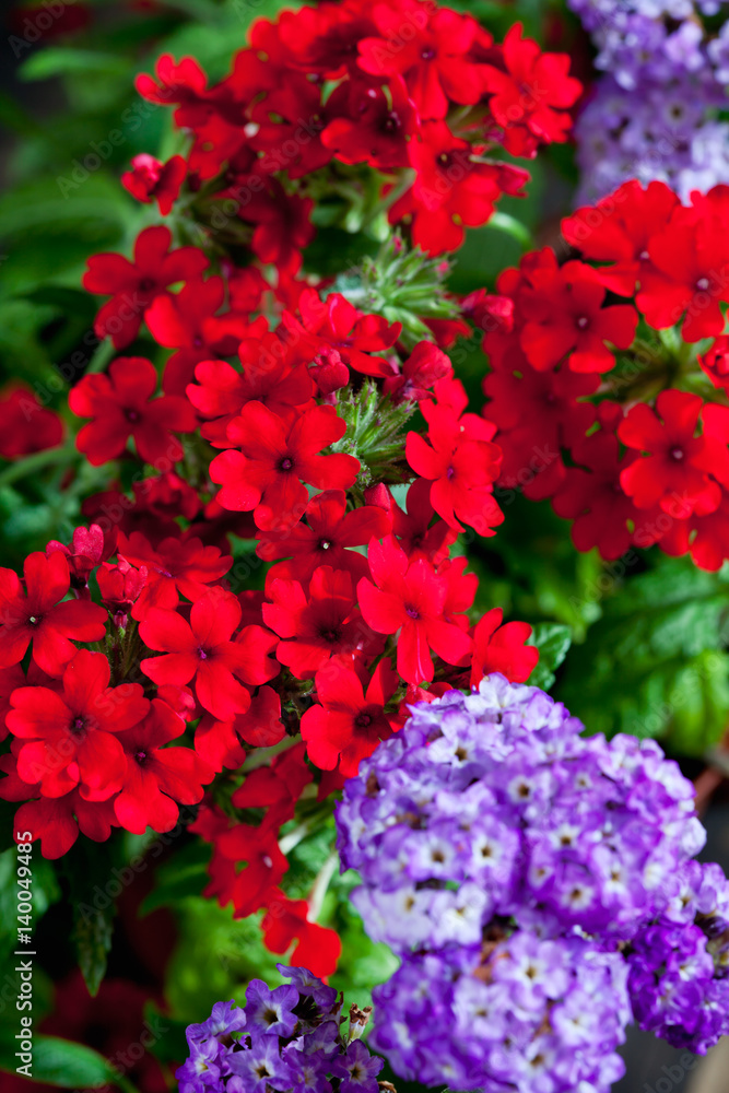 Red verbena and purple solstice Red verbena and purple solstice