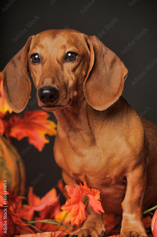 Portrait of an adorable Dachshund dog, studio shot, isolated on black.