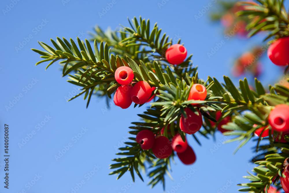 Yew berries on branch