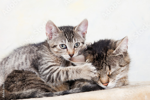 Cute kitten cuddling with its mother © tunedin