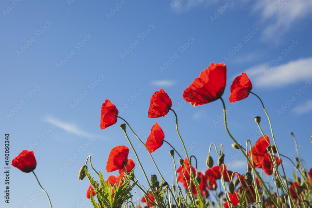 Obraz premium Red poppies in field