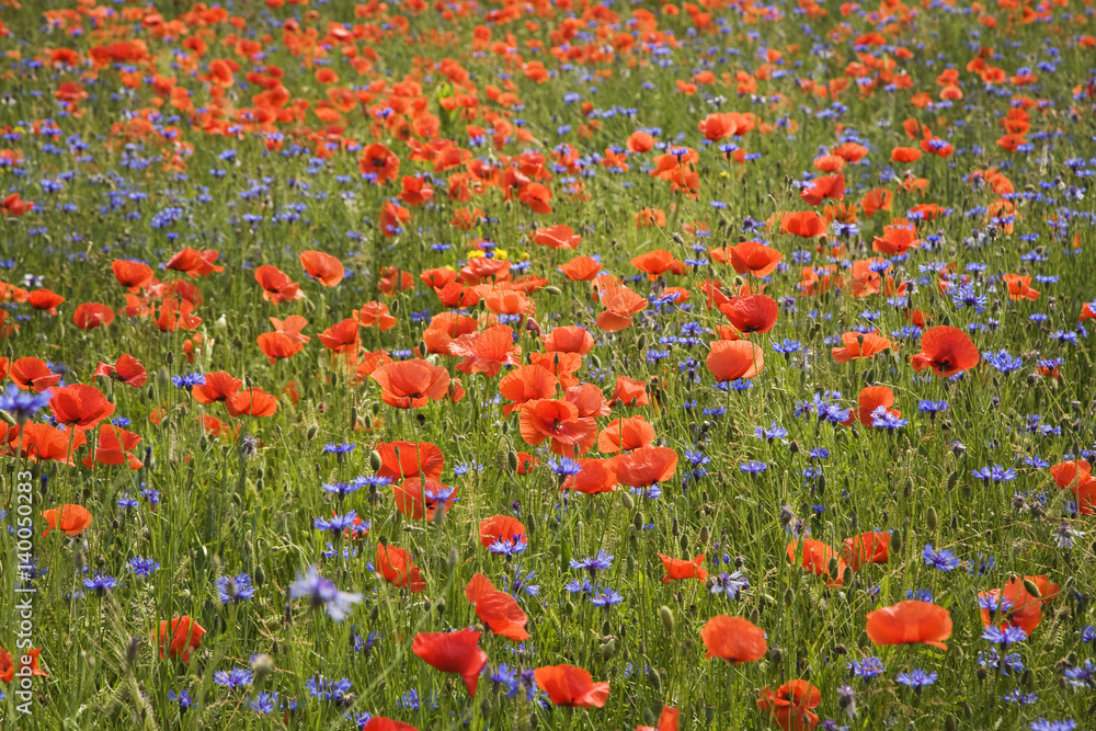 Red poppies and corn flowers in field