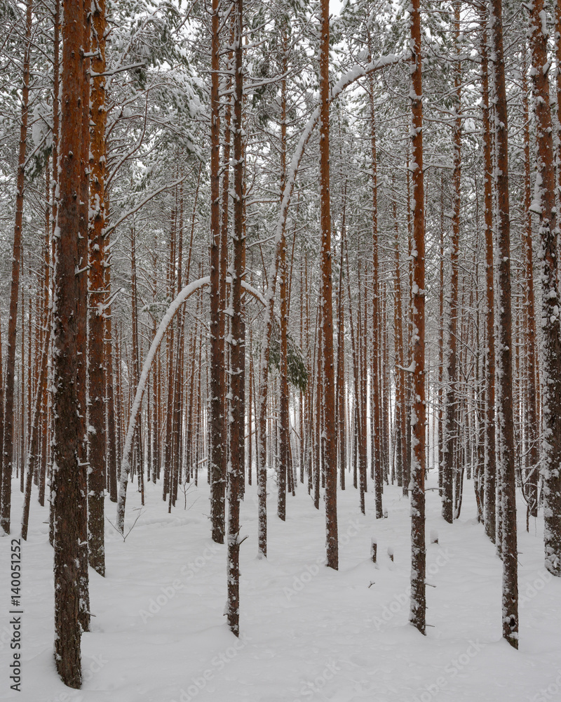 Curved pine trees in a snowy forest Curved pine trees in a snowy forest