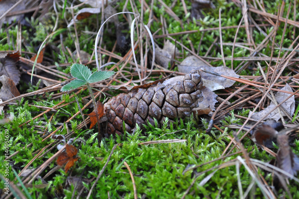 Pinecone on the ground in a pine forest next to a wild strawberry Pinecone on the ground in a pine forest next to a wild strawberry