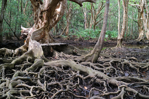 Incredible Tree Roots in the Mangrove Forest  Trat Province of Thailand 