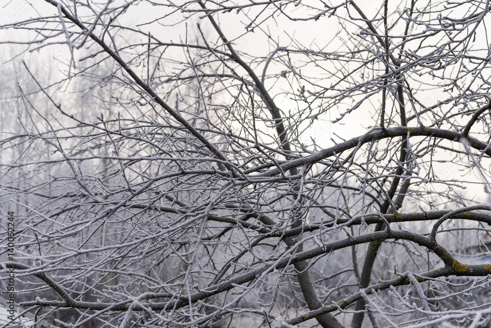 Obraz premium Frozen garden landscape with frosty trees and frosty grass. Frozen background. Freezing weather.