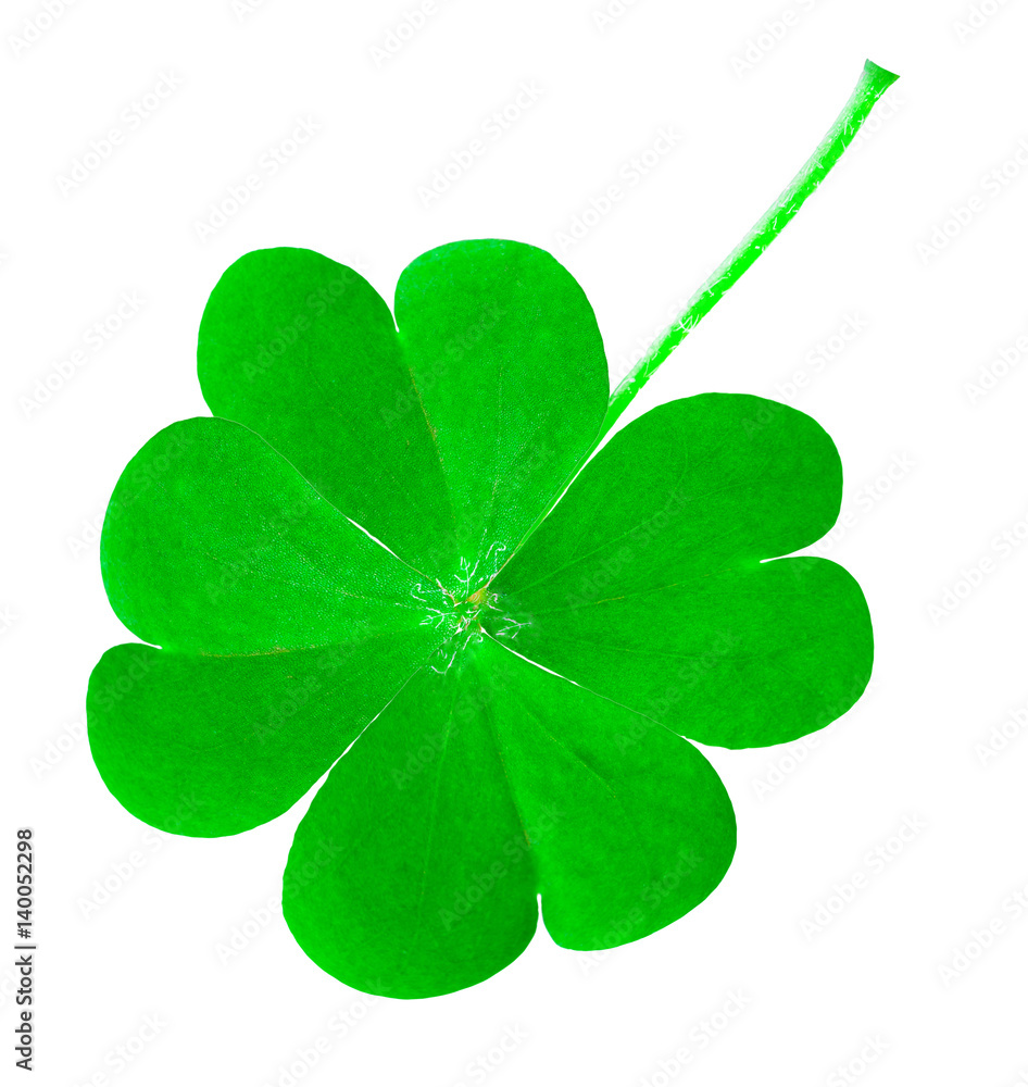St. Patrick's Day symbol. Lucky shamrock clover green heart-shaped leaves isolated on white background in 1:1 macro lens shot St. Patrick's Day symbol. Lucky shamrock clover green heart-shaped leaves isolated on white background in 1:1 macro lens shot
