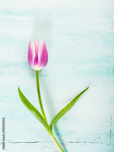 Spring easter purple tulip floral minimal pastel color background with copy space. Flat lay valentine woman mother day greeting card