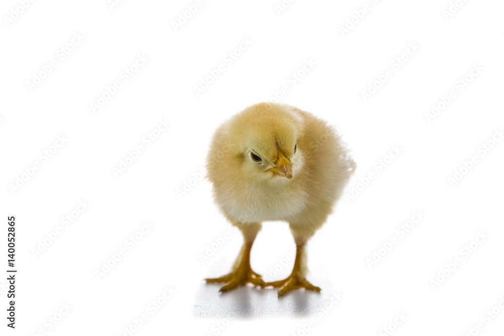 Fototapeta premium Fluffy little yellow chickens on a white background.