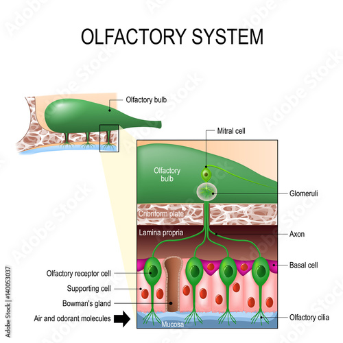 olfactory system. Sense of smell. Human anatomy photo