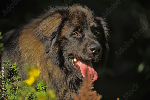 leonberger photo