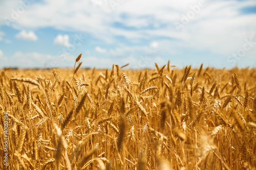 backdrop of ripening ears of yellow wheat field on the sunset cloudy orange sky background. Copy space of the setting sun rays on horizon in rural meadow Close up nature photo Idea of a rich harvest
 photo