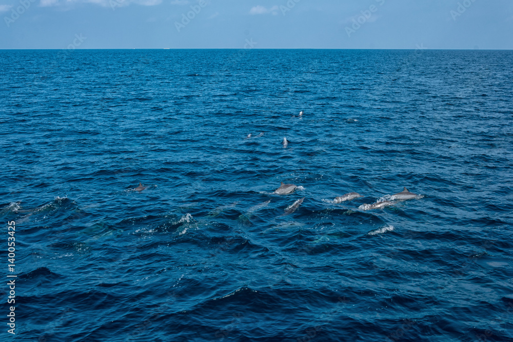 Dolphins in the Indian Ocean
