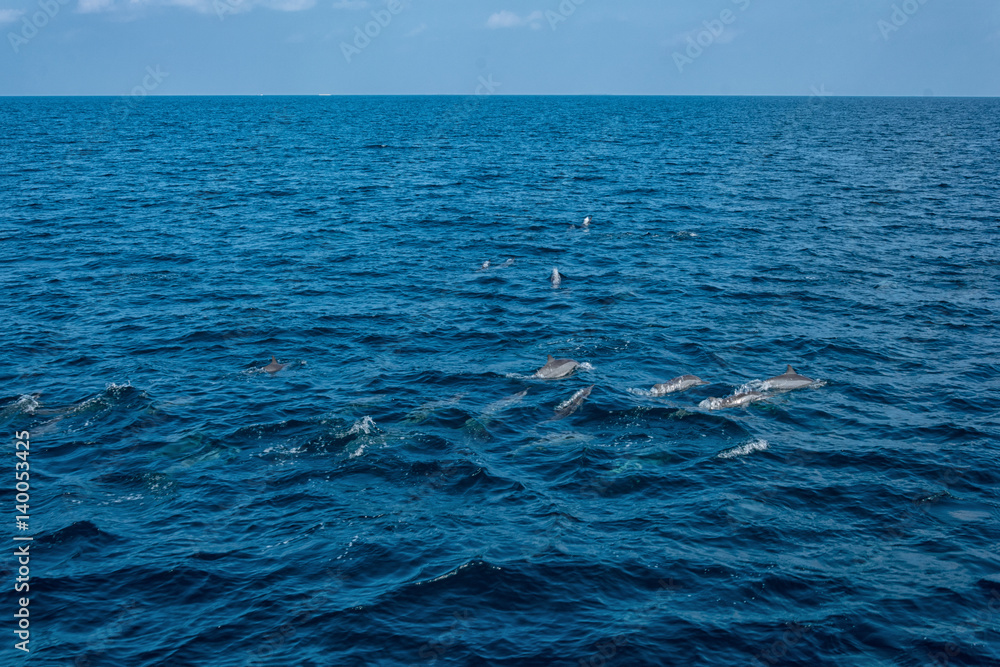 Dolphins in the Indian Ocean Dolphins in the Indian Ocean