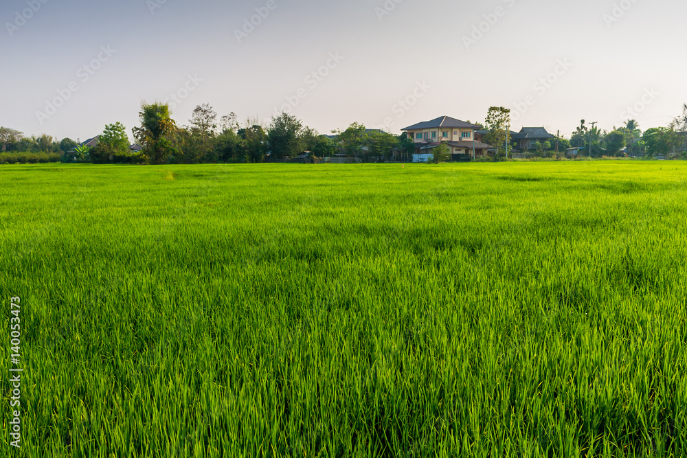 Thai agriculture Thai agriculture