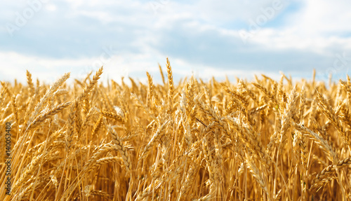 backdrop of ripening ears of yellow wheat field on the sunset cloudy orange sky background. Copy space of the setting sun rays on horizon in rural meadow Close up nature photo Idea of a rich harvest
