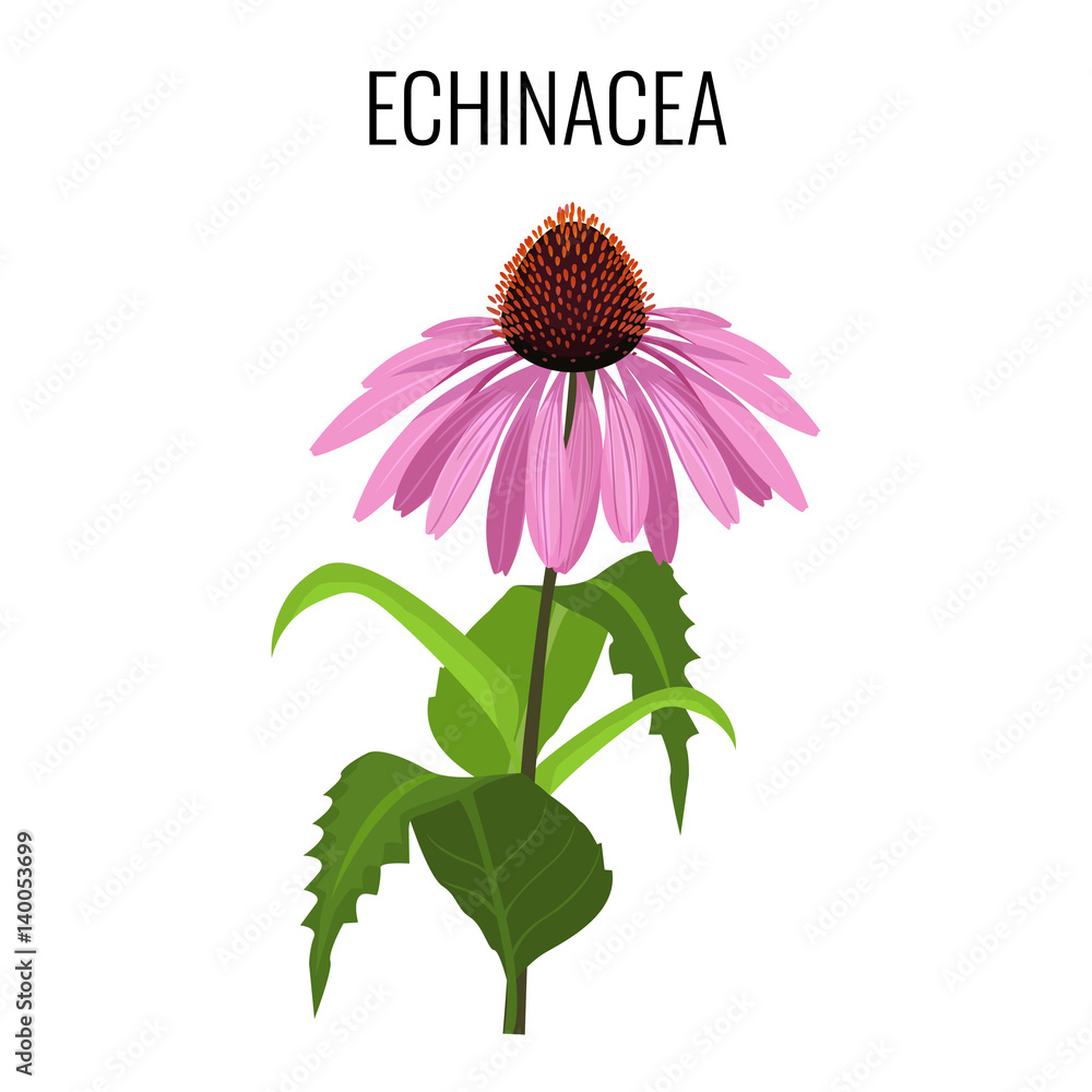 Echinacea ayurvedic herbaceous flowering plant isolated on white - obrazy, fototapety, plakaty 