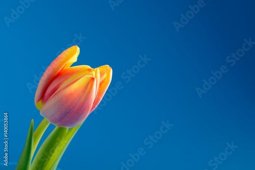 Pink tulip on a blue background