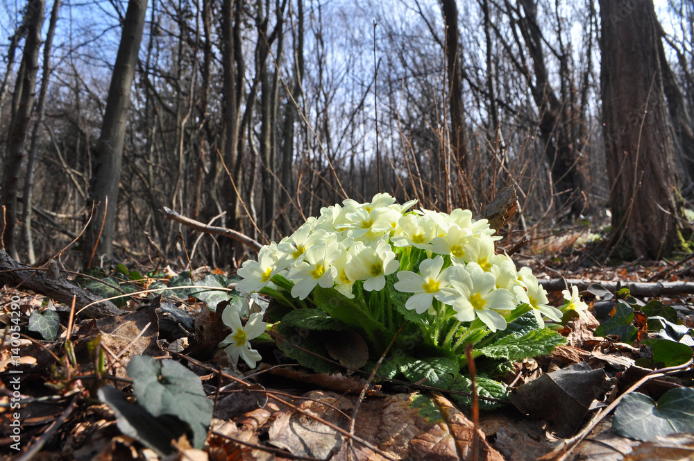 Obraz premium Primrose or Primula vulgaris, blooming between the end of the winter and the beginning of the spring in the forest