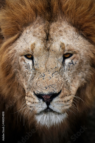 Fototapeta Naklejka Na Ścianę i Meble -  Beautiful Lion Caesar in the savanna. scorched grass