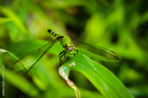 A Green Dragonfly © Moonborne