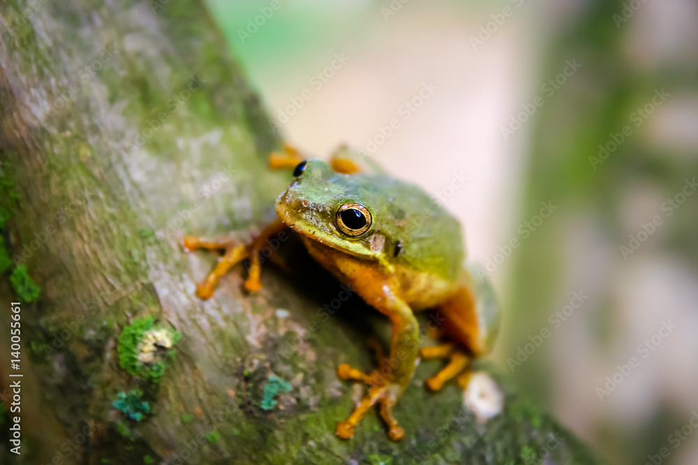 Obraz premium Tree Frog