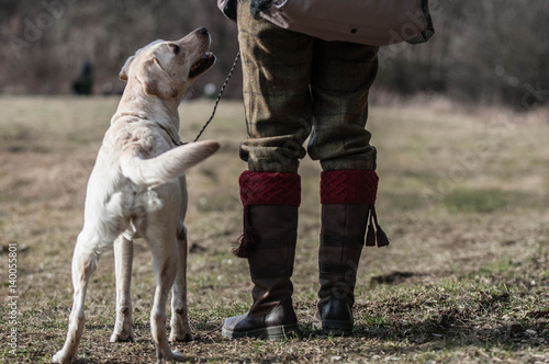 Working Labrador Retriever in action