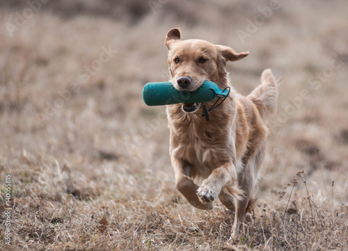 Working Golden Retriever in action