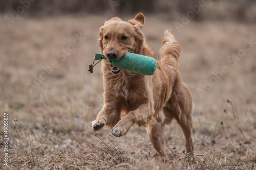Working Golden Retriever in action