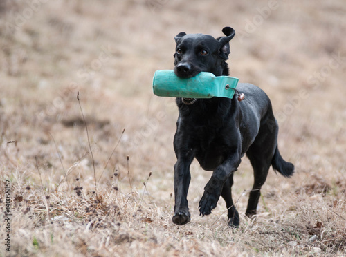 Working Labrador Retriever in action