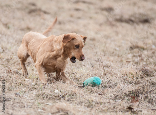 Working Labrador Retriever in action