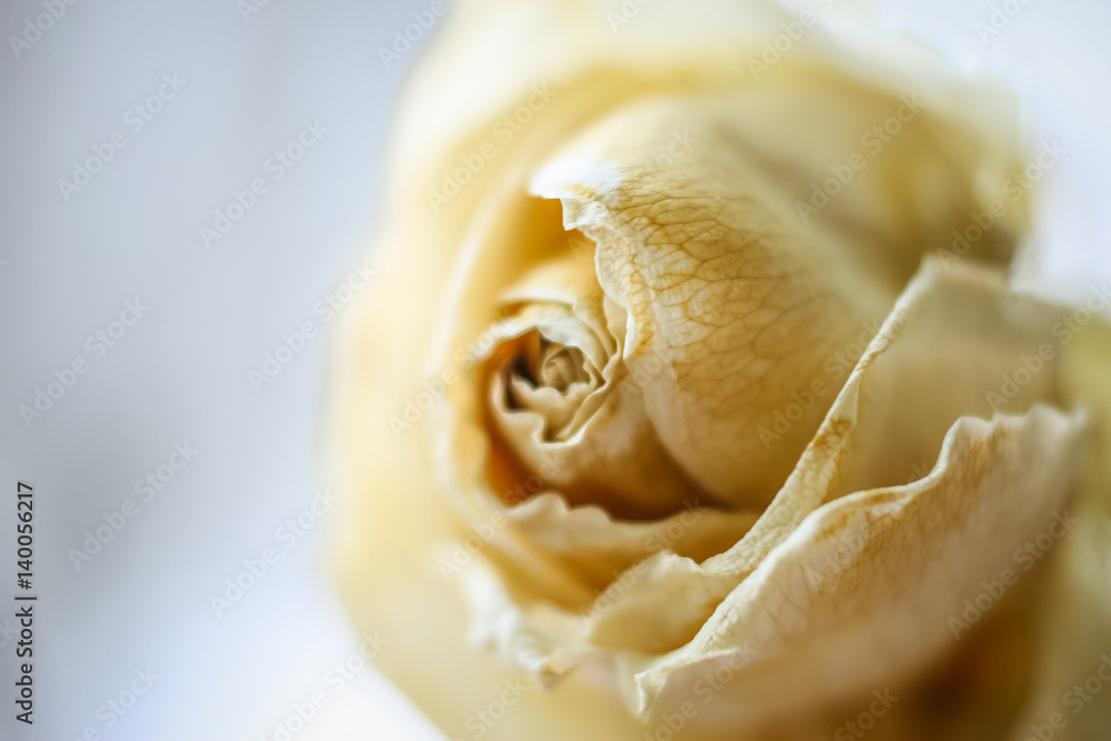 A beautiful shallow depth of field photo of a white dried rose A beautiful shallow depth of field photo of a white dried rose