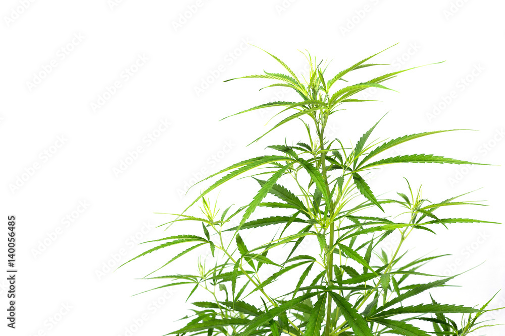 Fototapeta premium Marijuana isolated on white background.