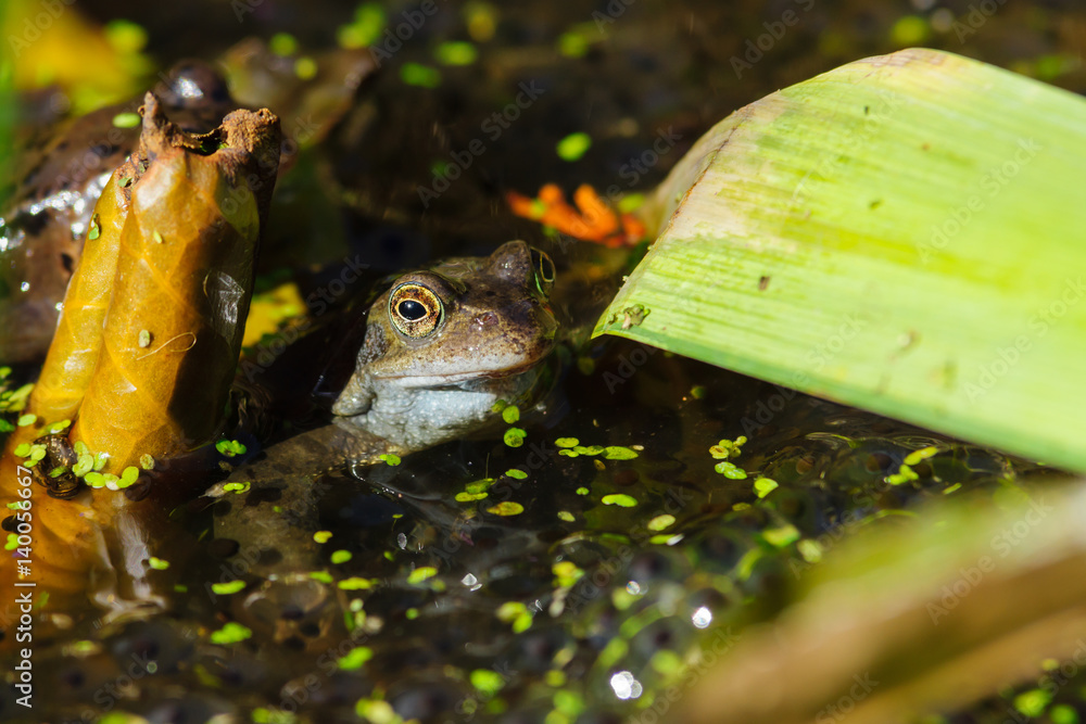 Fototapeta premium Common Frog (Rana temporaria) hiding amongst lilies in a pond