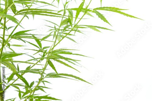 Marijuana isolated on white background.